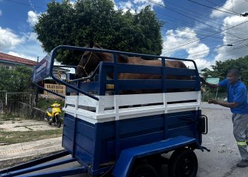 Candeias: SESP realiza fiscalização e apreensão de animais soltos em vias públicas