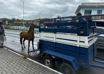 Candeias: SEMAN realiza fiscalização e apreende animal solto na BA-522