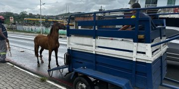 Candeias: SEMAN realiza fiscalização e apreende animal solto na BA-522