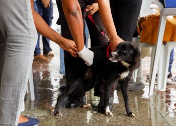 Candeias: Campanha de vacinação antirrábica para cães e gatos continua. Confira a programação!