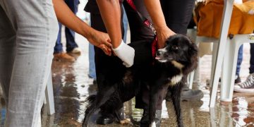 Candeias: Campanha de vacinação antirrábica para cães e gatos continua. Confira a programação!