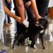 Candeias: Campanha de vacinação antirrábica para cães e gatos continua. Confira a programação!
