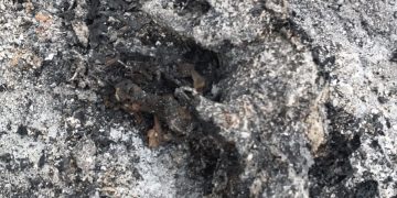 Candeias: Até quando? Incêndio em Passé deixa animais carbonizados e acende alerta sobre queimadas em Candeias